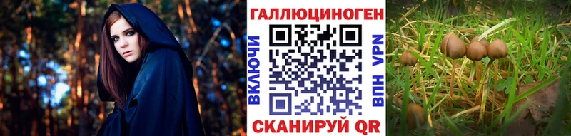 мега зеркало  Находка  Галлюциногенные грибы Psilocybine cubensis  наркотики 